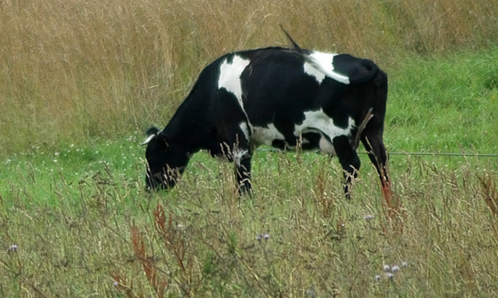Karvė
