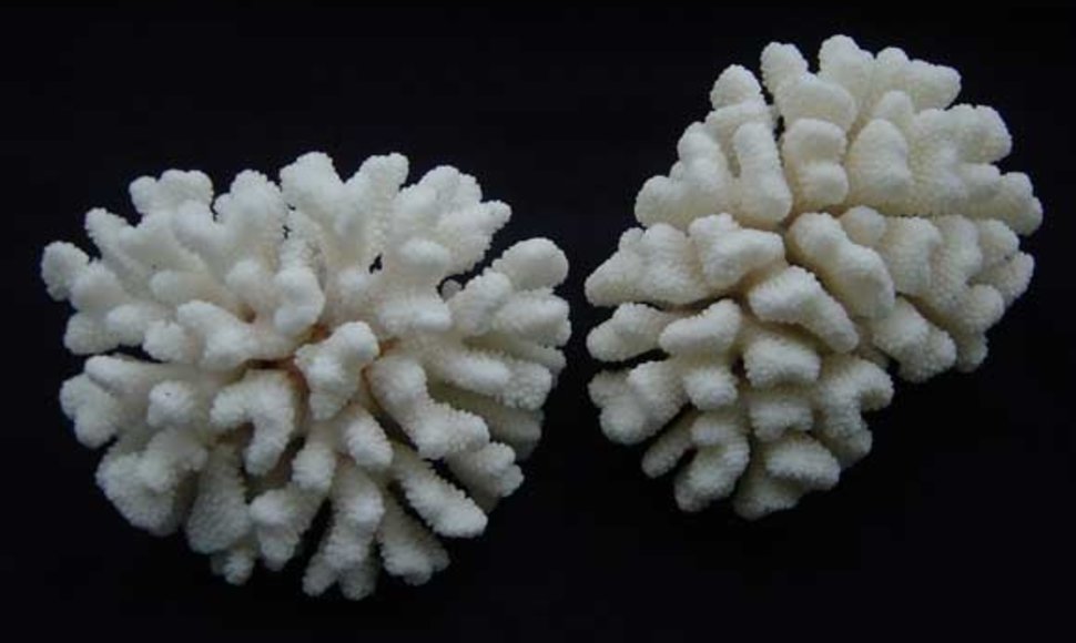 Sulaikyti koralai