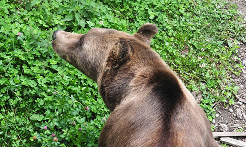 В немецком зоопарке неожиданно облысели медведи
