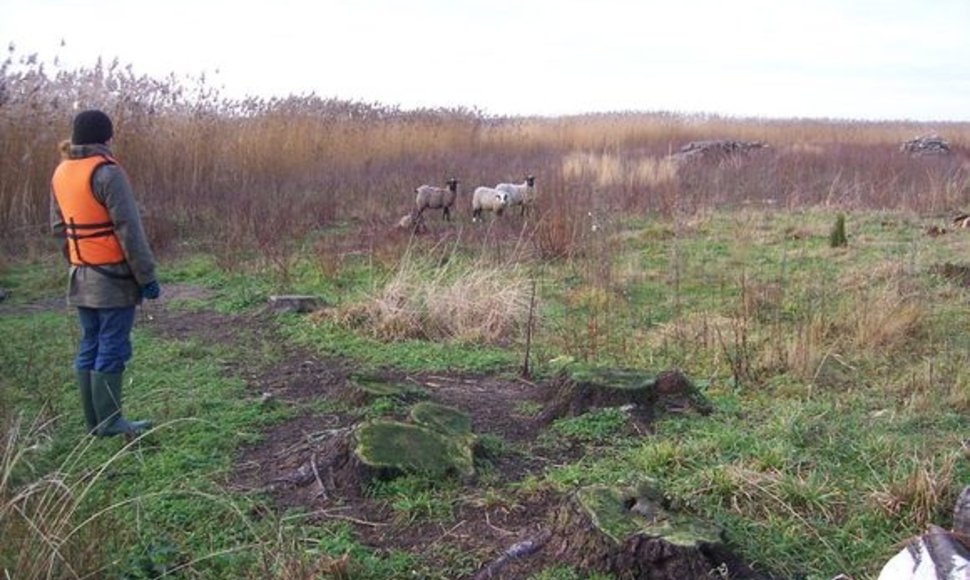 Romanovo veislės avys išsiskiria savo smulkumu. Tikimasi, kad šis išskirtinis požymis padės jas surasti. 