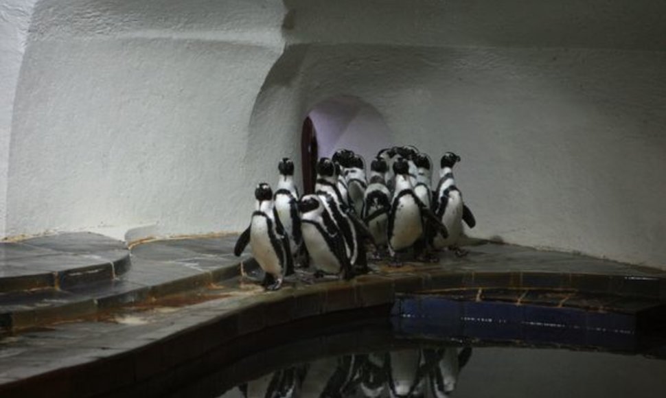Šiuo metu Lietuvos jūrų muziejuje gyvena 21 pingvinas.