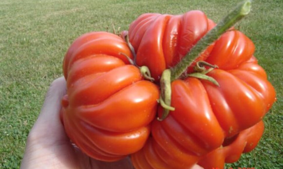 Pomidoras