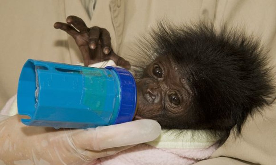 Gorilos jauniklis