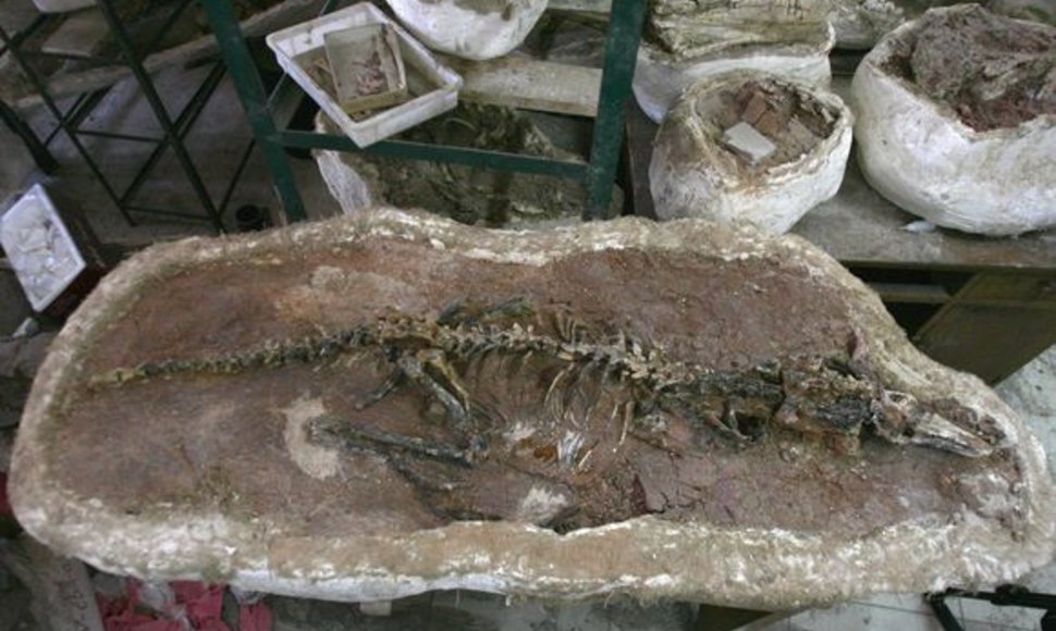 Kinijos mokslininkų rastas „Haplocheirus sollers“ skeletas