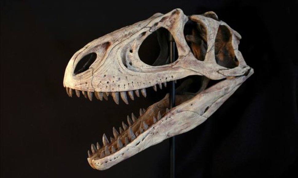Rekonstruota dinozauro „Aerosteon riocoloradensis“ kaukolė