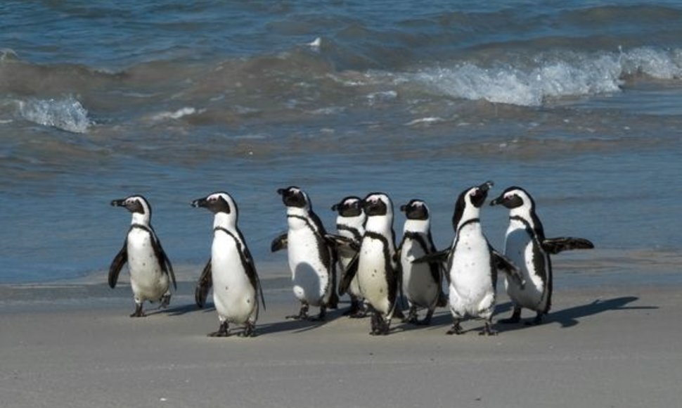 Įprastai Brazilijos paplūdimiuose kasmet pasirodo 100-150 pingvinų, tačiau jie būna gyvi.