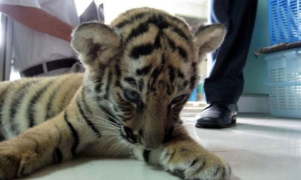 Šis tigriukas apsvaigintas narkotikais buvo rastas moters lagamine.