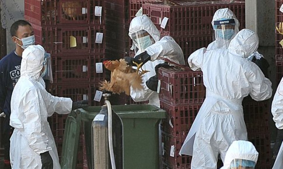 Prieš keletą dienų paukščių gripas buvo aptiktas Honkonge.