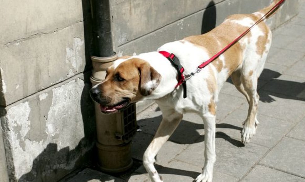 Viešosios tvarkos skyriaus Kontrolės poskyrio pareigūnai dėl nusižengimų įspėjo 12 šunų augintojų.