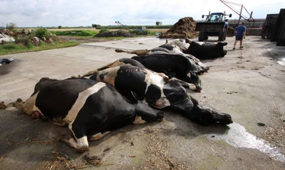 Krotoščyne nutraukti aukštos įtampos laidai užmušė kelias karves.