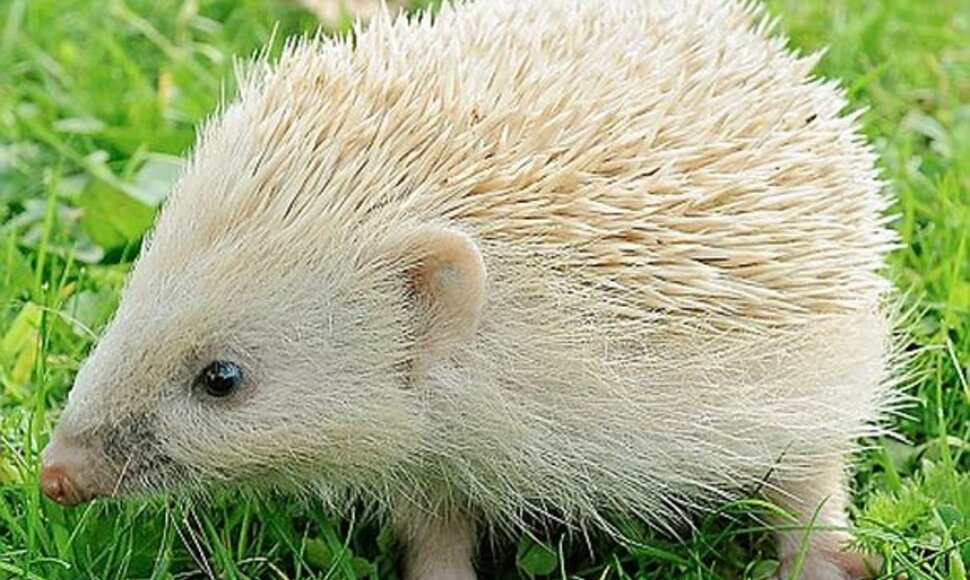 Didžiojoje Britanijoje rastas ežiukas-blondinas – ypač retas.
