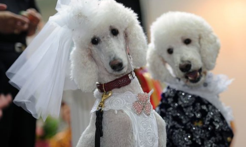 Šunų vestuvių mados demonstruotos Taivane vykusioje šunų parodoje.