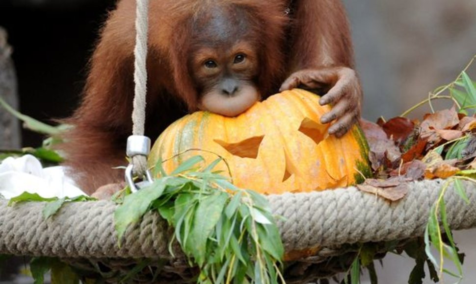 Orangutangai kramsnoja Helovino moliūgus.