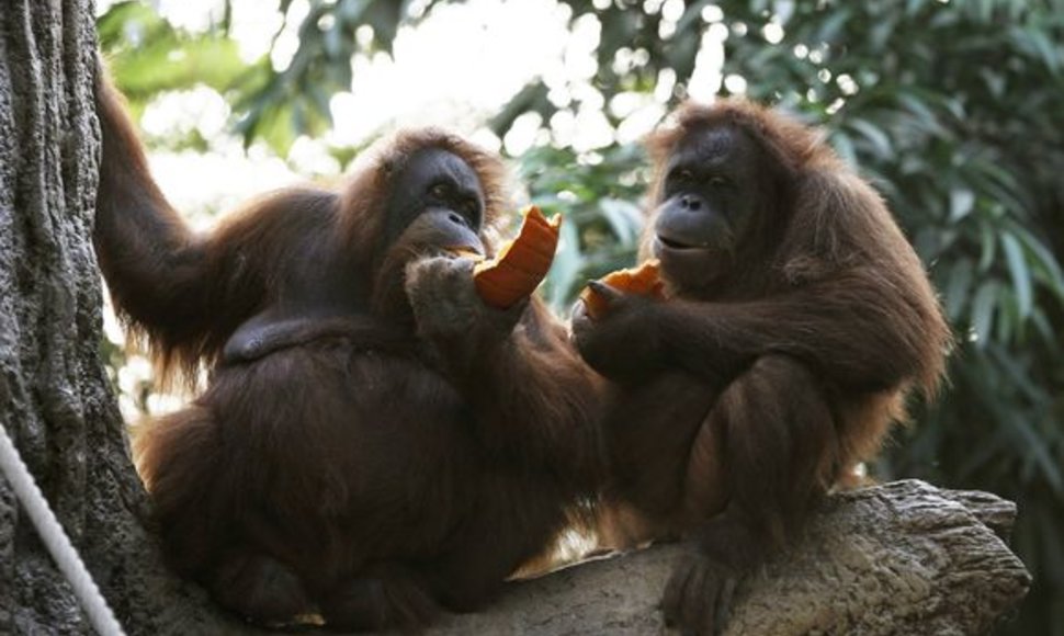 Orangutangai kramsnoja Helovino moliūgus.