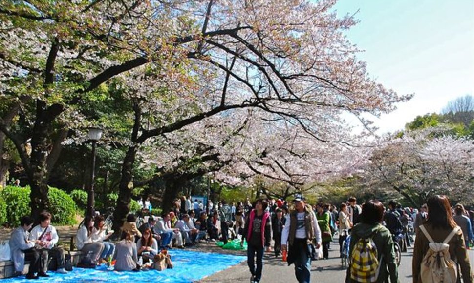Japonai Tokijaus Ueno parke grožisi sakuromis.