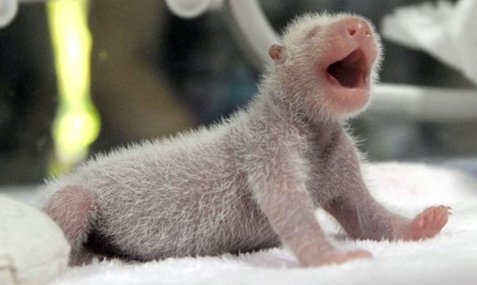 Pandos jauniklis inkubatoriuje.