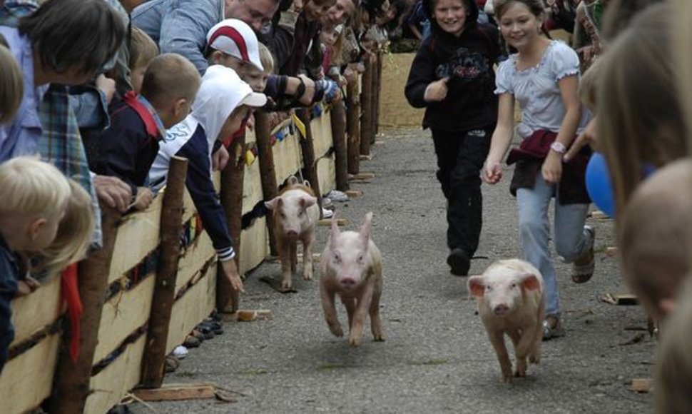 Kiaulių lenktynės nepaliko abejingų. Rausvi gyvuliai buvo ir filmuojami, ir fotografuojami.