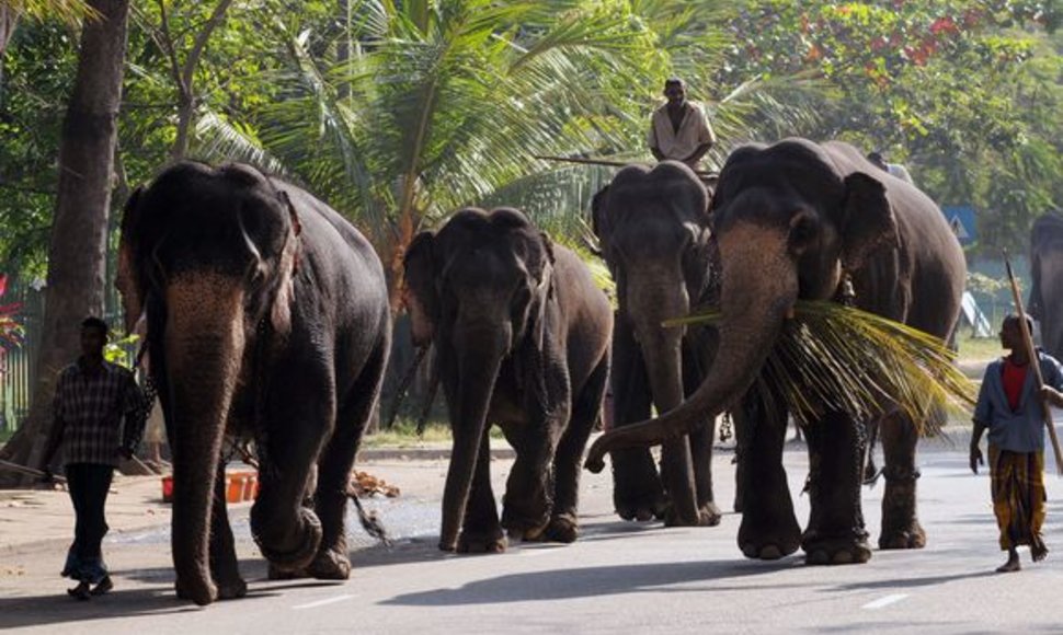Drambliai atvyksta į Šri Lanką.