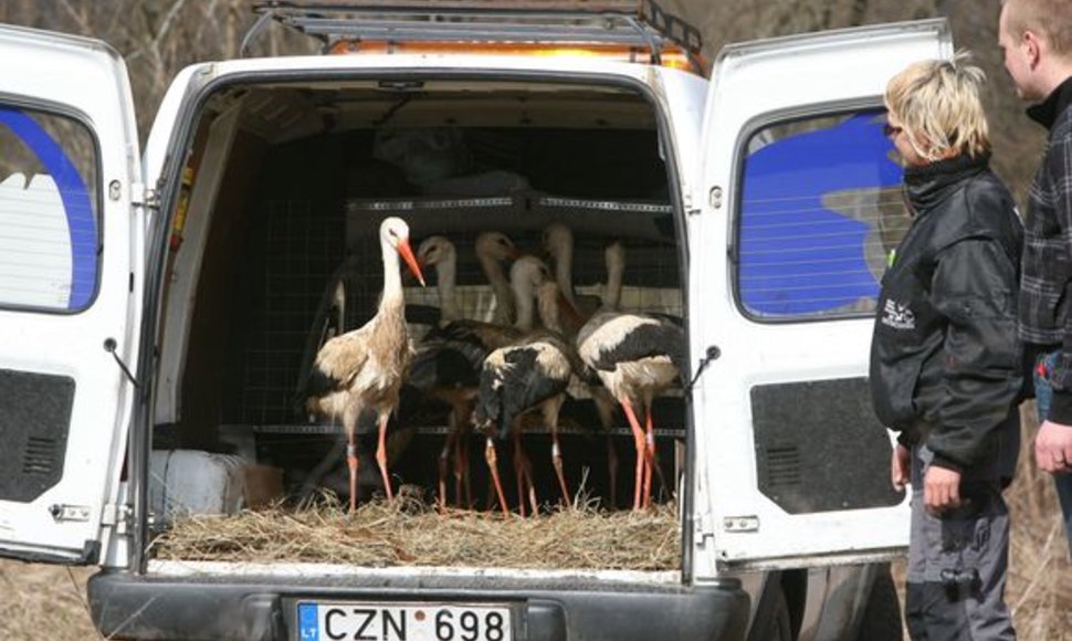 GGA patalpose šaltuoju metų laiku gyveno 8 gandrų jaunikliai, nespėję laiku išskristi į šiltuosius kraštus. Dabar kiekvienam jų yra maždaug vieneri metai.