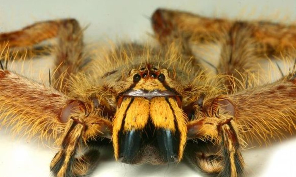 Heteropoda davidbowie