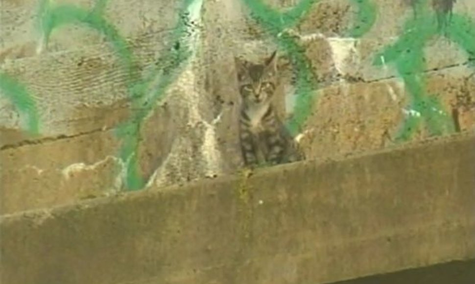 Kačiukas ant betoninės atbrailos