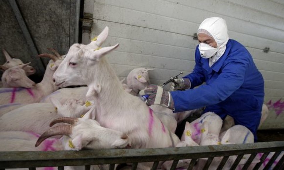 Nyderlanduose ožkos masiškai naikinamos injekcijomis.
