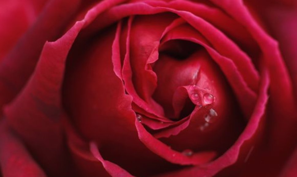 Raudona rožė – meilės gėlė