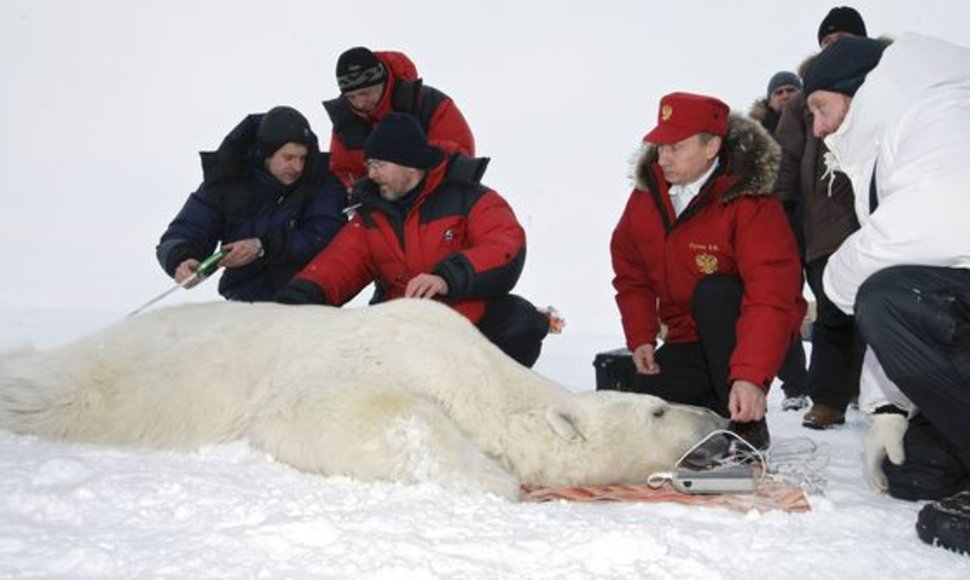 V.Putinas Arktyje baltajam lokiui užsegė antkaklį su palydoviniu siųstuvu.