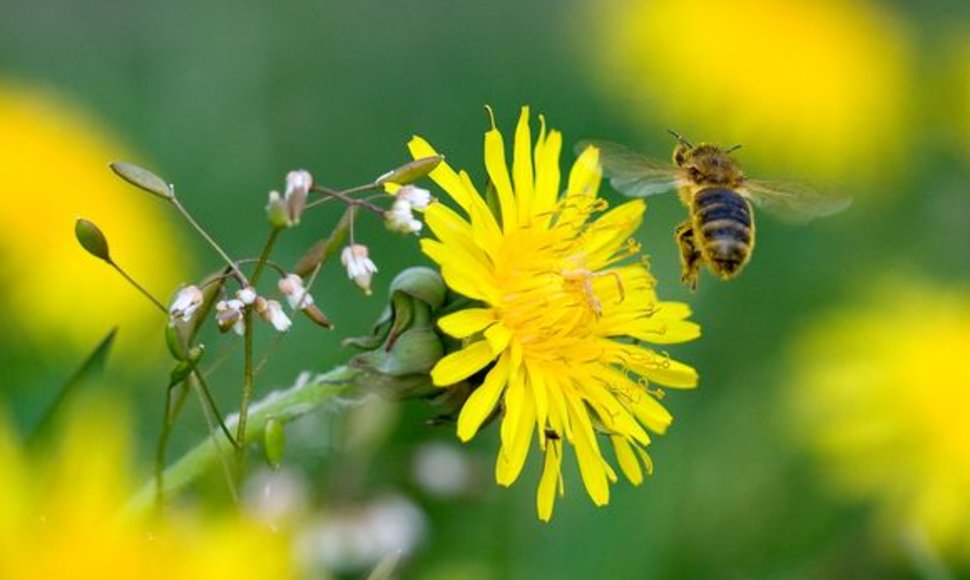 Vasarą ypač suaktyvėja tie vabzdžiai, kurie gelia – bitės, širšės ir vapsvos. 
