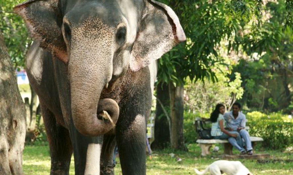 Viešajame parke drambliai laisvai vaikšto kur panorėję.