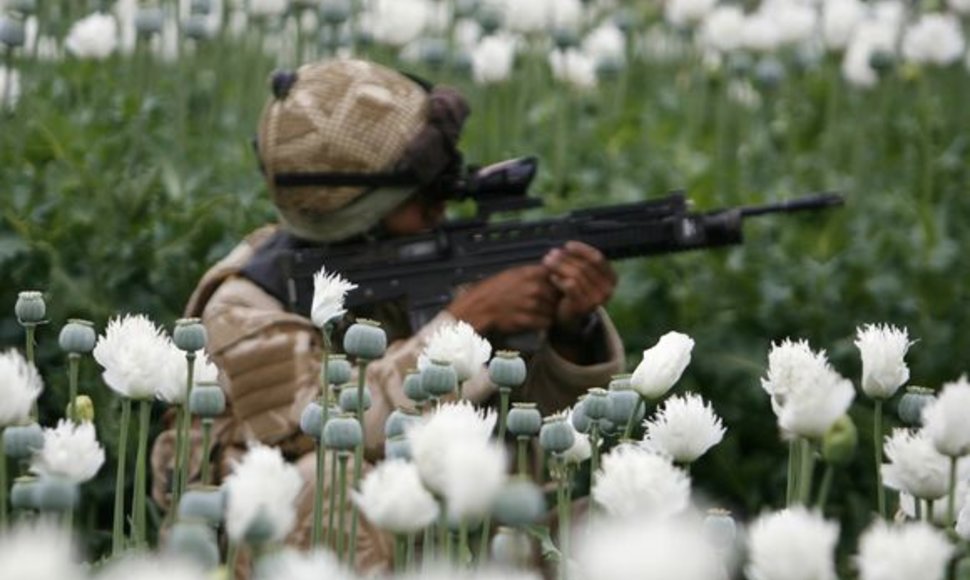 Karys Afganistano aguonų lauke