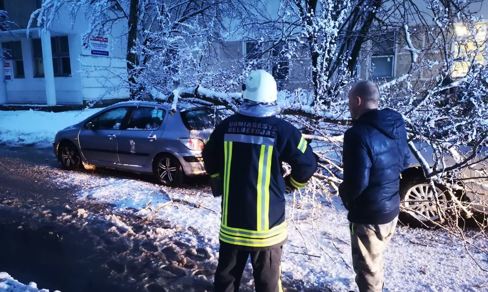 Ant automobilių užvirtęs medis Šilutėje