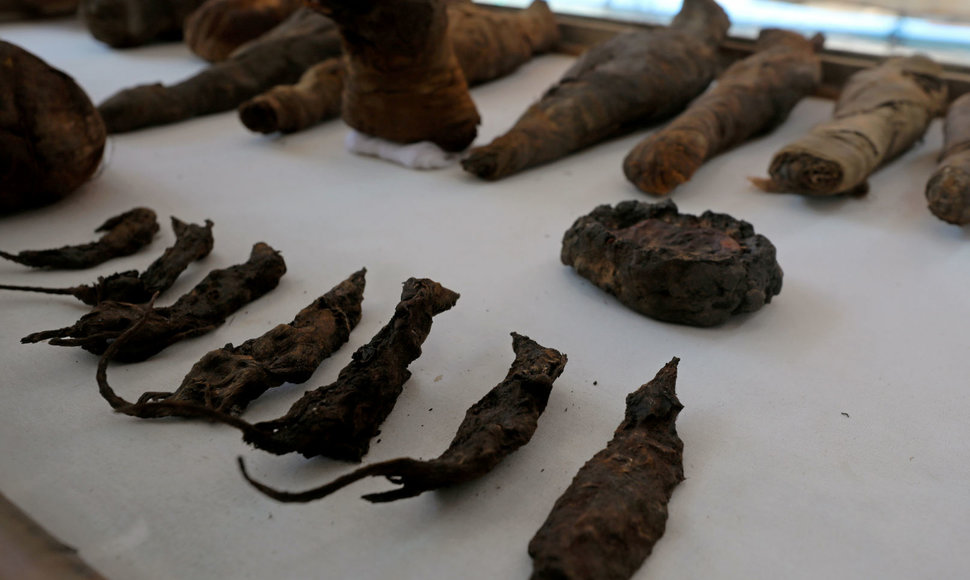 Egipto kapavietėje tarp kitų įdomybių rasta mumifikuotų pelių.