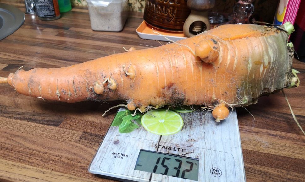 Išrauta morka svėrė 1,532 kg. 
