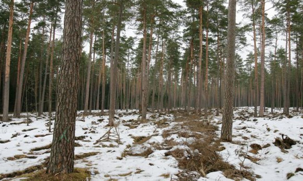 Šiuo metu Šernų miškuose vykdomi įprasti girininkijos darbai – miškas valomas, kertami pagal planus numatyti plotai, kurie ilgainiui bus atsodinti. 