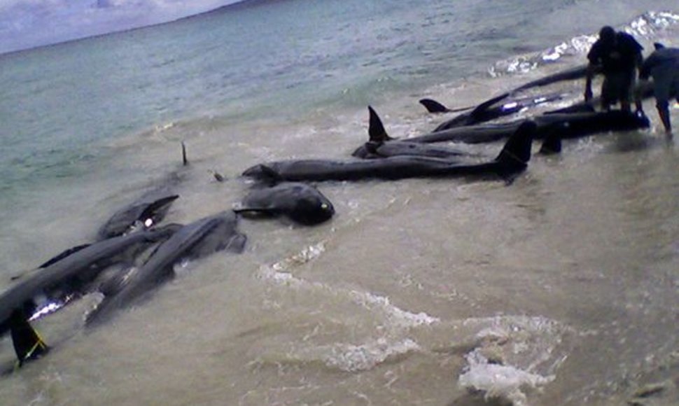Australijos pakrantėje teko gelbėti įstrigusius delfinus.