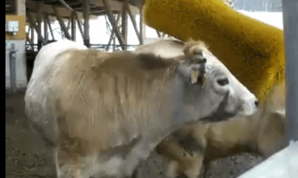 Masažuojama karvė