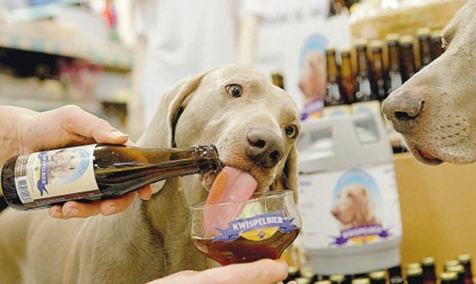 Gera naujiena šunims – jie gali mėgautis šunų alumi prie savo staliuko!