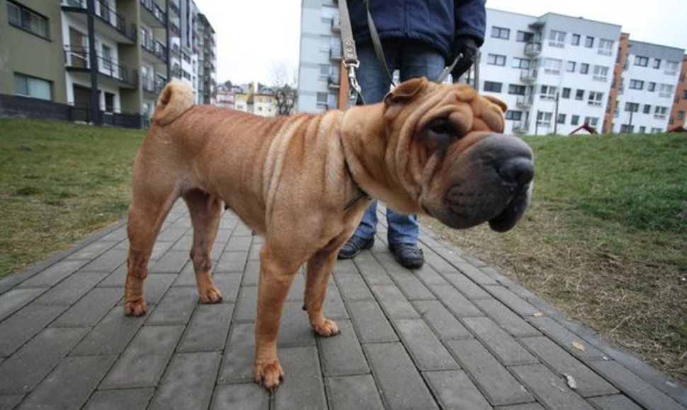 Vilniaus miesto tarybai siūloma sušvelninti Gyvūnų auginimo ir laikymo taisykles: leisti šunis vedžioti parke, keturkojams, išlaikiusiems socializacijos testą, nenešioti antsnukio.