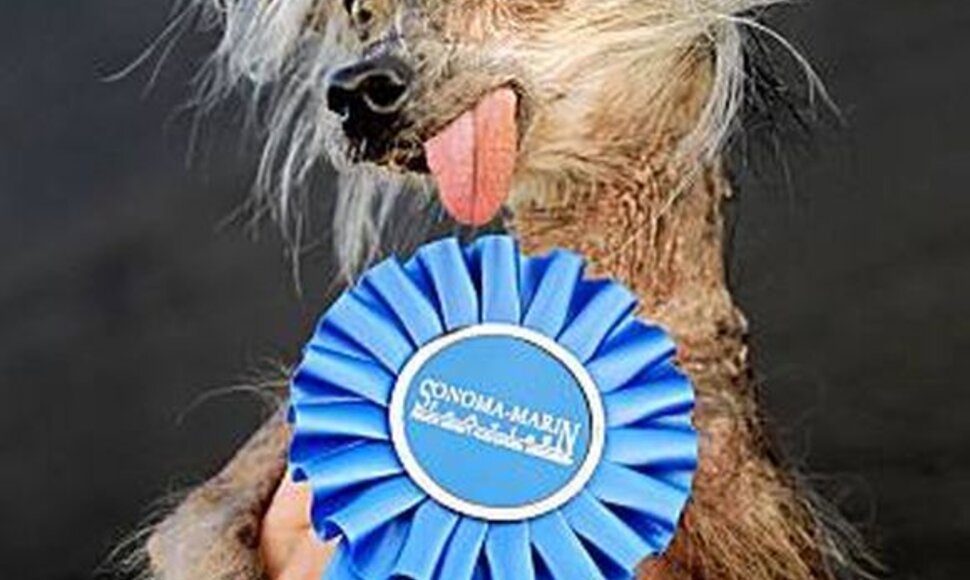 Bjauriausio pasaulio &scaron;uns rinkimų Kalifornijoje nugalėtoja &ndash; Miss Ellie. 