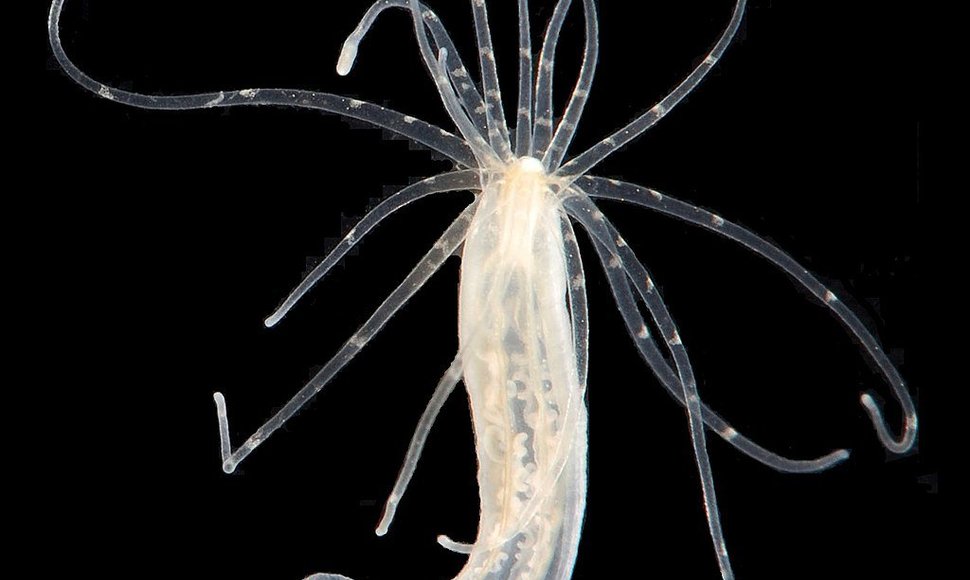 Jūrų anemonos žvaigždutės (Nematostella vectensis) 