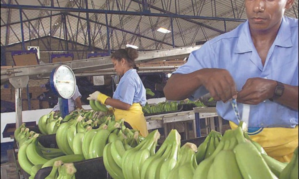 ES vartotojai nuo šiol galės mėgautis pigesniais bananais iš Lotynų Amerikos.
