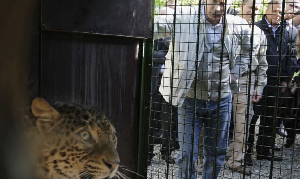 Rusijos premjeras Putinas asmeniškai pasitiko Irano padovanotą leopardą.