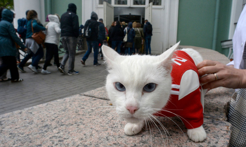 Kurčias katinas Achilas – Rusijos oficialusis Pasaulio futbolo čempionato pranašautojas.