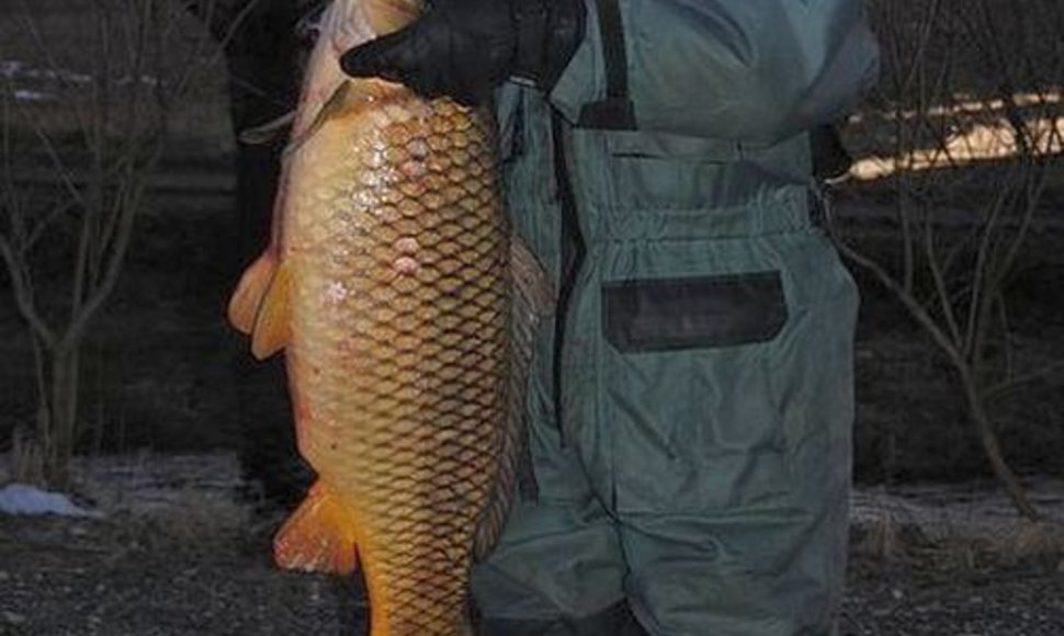 Jurio karpis, sugautas Piarnu, svėrė 15 kg