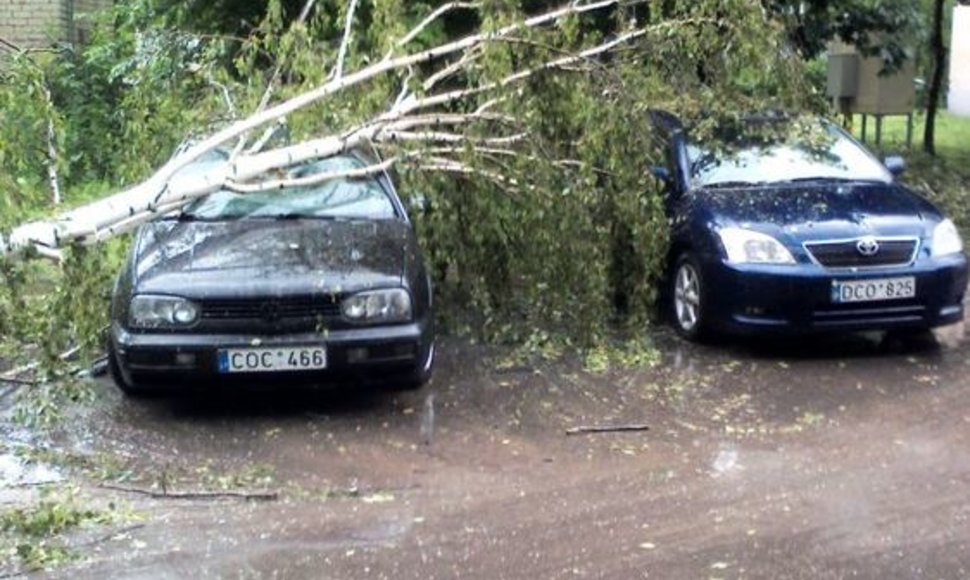 Vėtros nulaužtas beržas Kaune, Medvėgalio g.