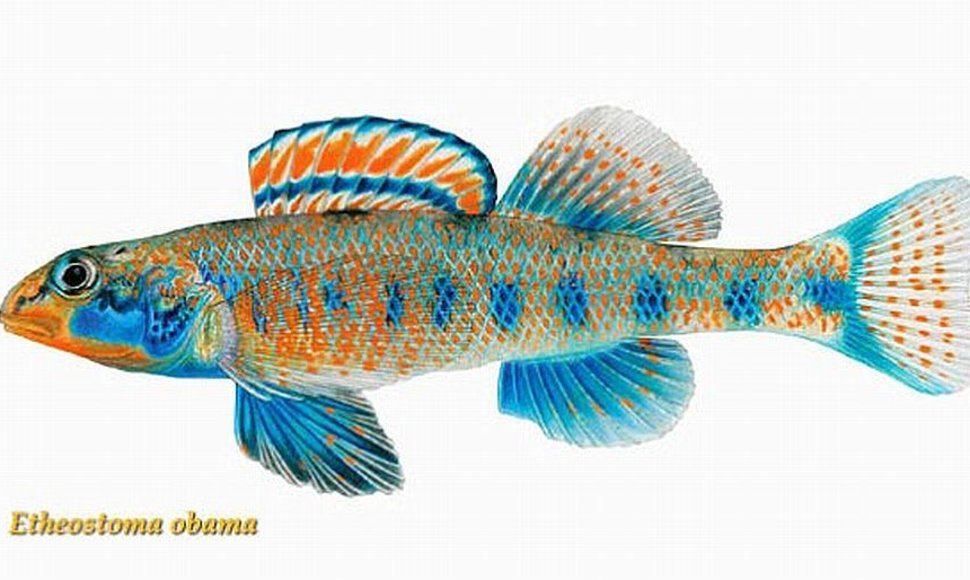 Nauja žuvų rūšis  Etheostoma obama