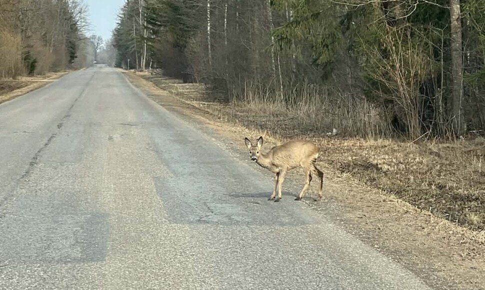 Laukiniai gyvūnai keliuose