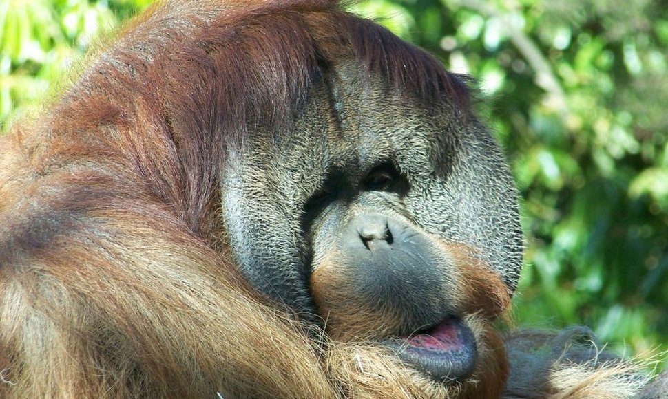 Orangutanas