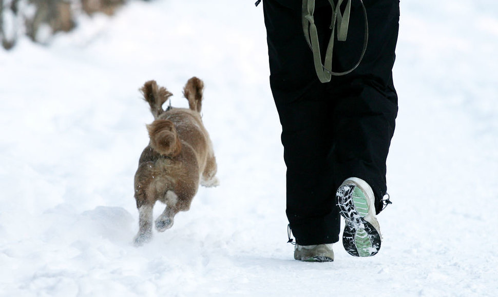 Pasivaikščiojimas su šunimi žiemą